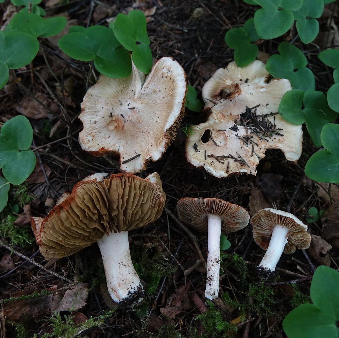 Волоконница Патуйяра (Inocybe patouillardii)