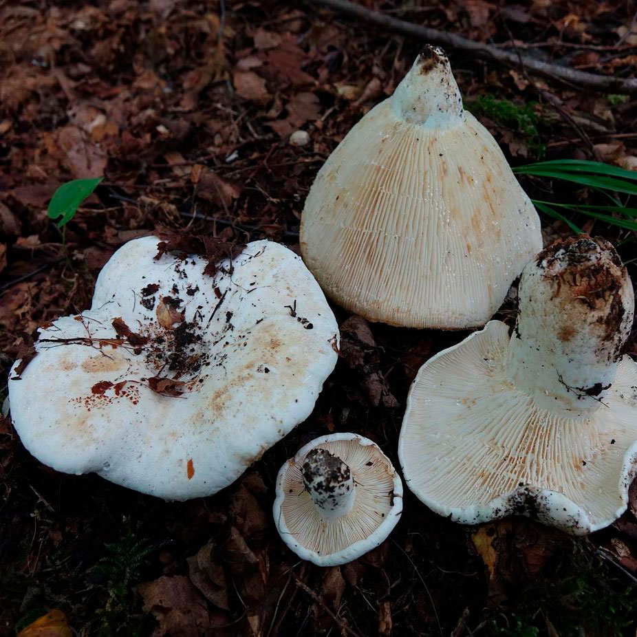 Млечник бертиллона (Lactarius bertillonii)