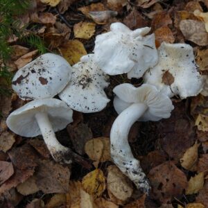 Рядовка голубиная (Tricholoma columbetta)