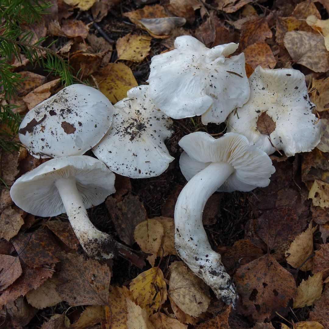 Рядовка голубиная (Tricholoma columbetta)