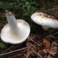 Груздь сизоватый (Lactarius glaucescens)