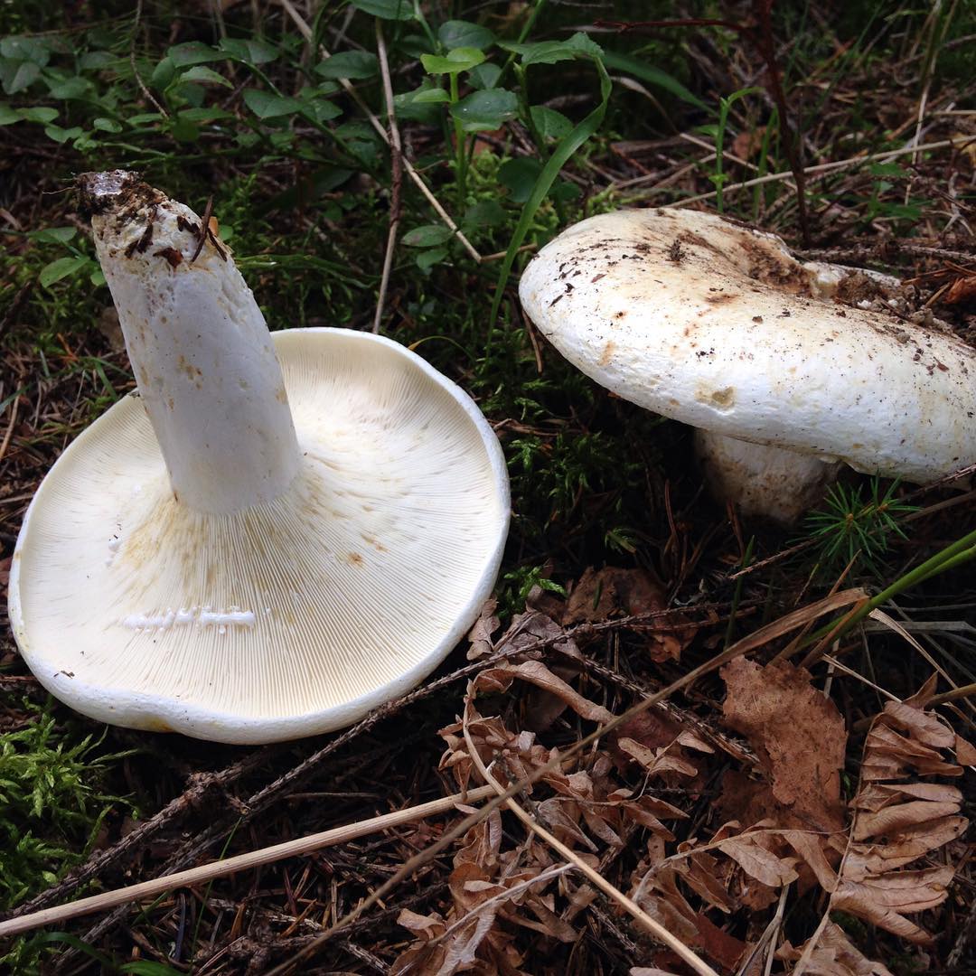 Груздь сизоватый (Lactarius glaucescens)