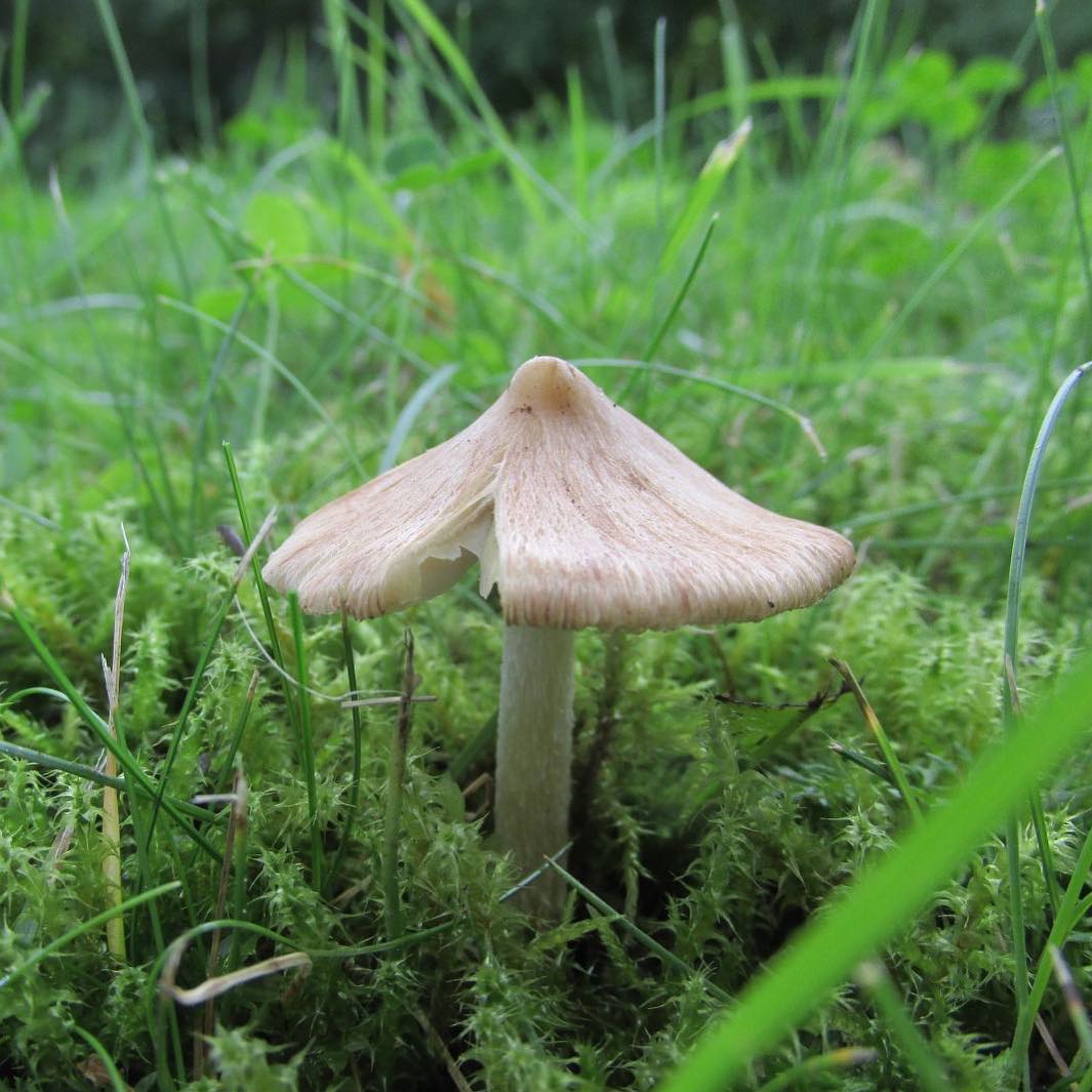 Волоконница волокнистая (Inocybe rimosa)