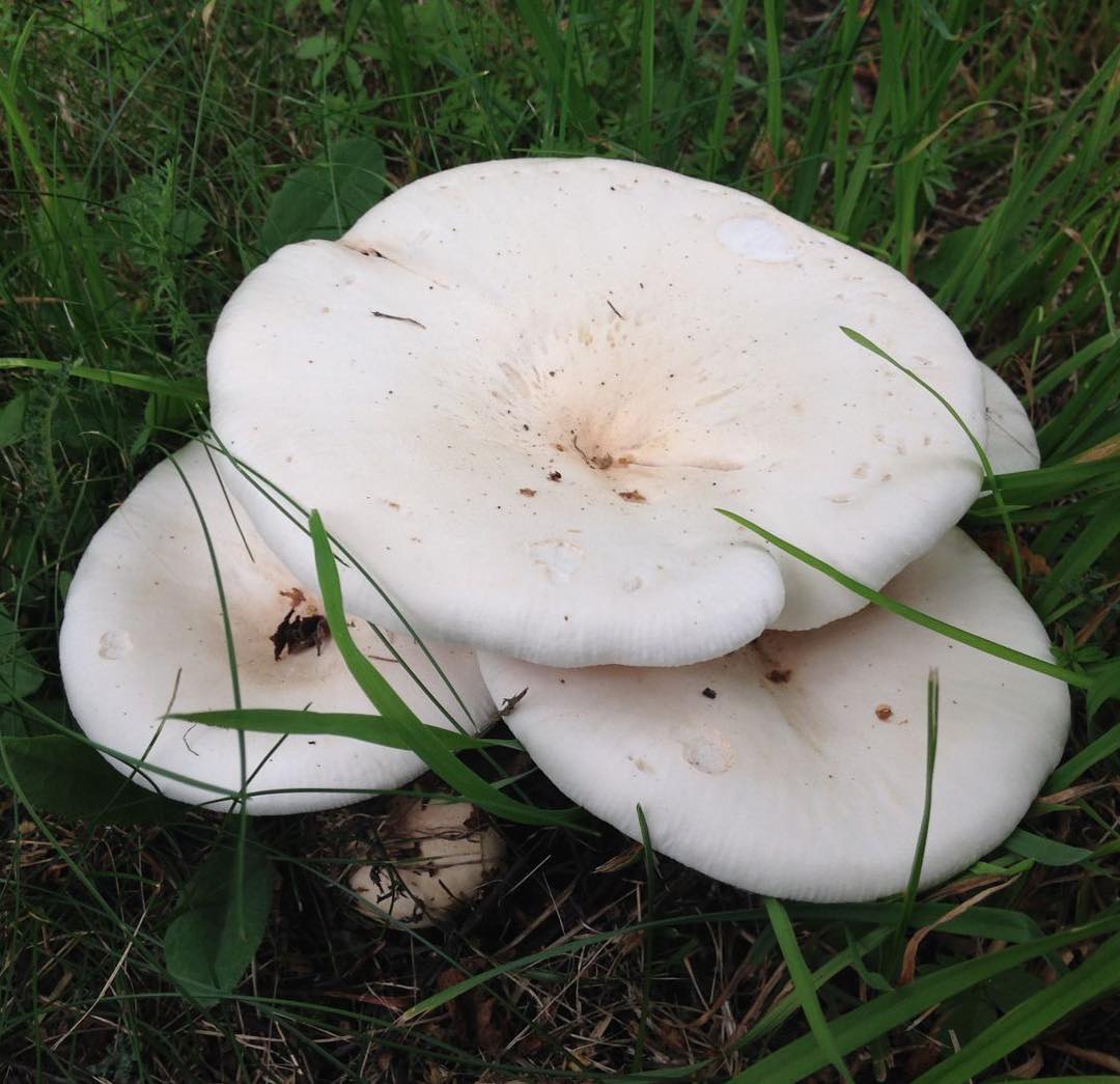 Свинуха гигантская (Leucopaxillus giganteus)