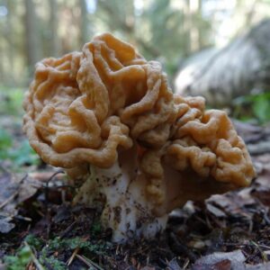 Строчок гигантский (Gyromitra gigas)