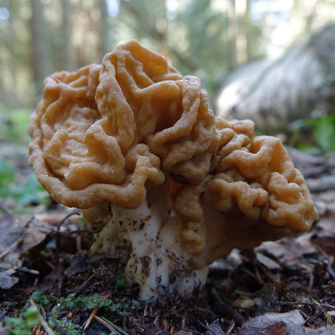 Строчок гигантский (Gyromitra gigas)