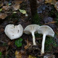 Говорушка белесая (Leucocybe candicans)