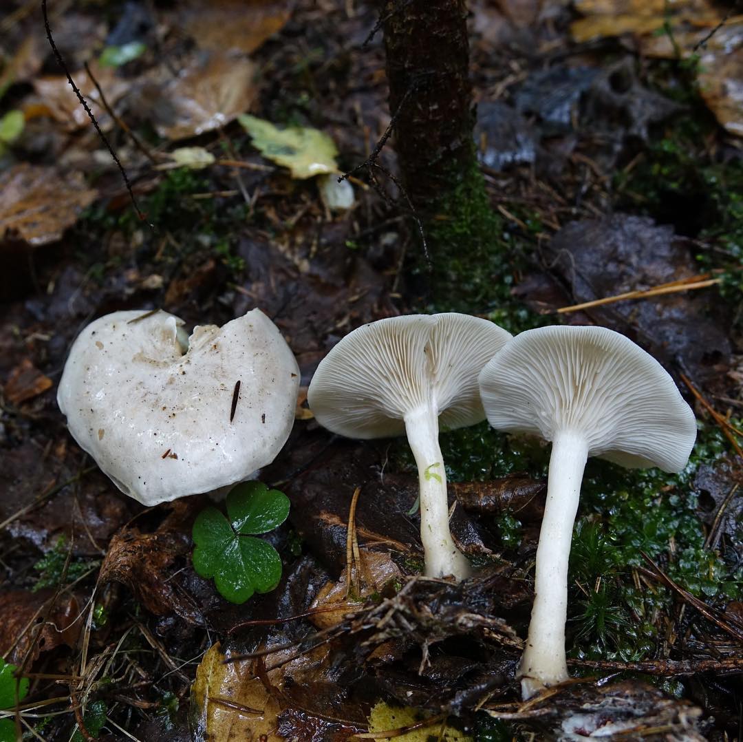 Говорушка белесая (Leucocybe candicans)