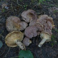Груздь серо-лиловатый (Lactarius flexuosus)
