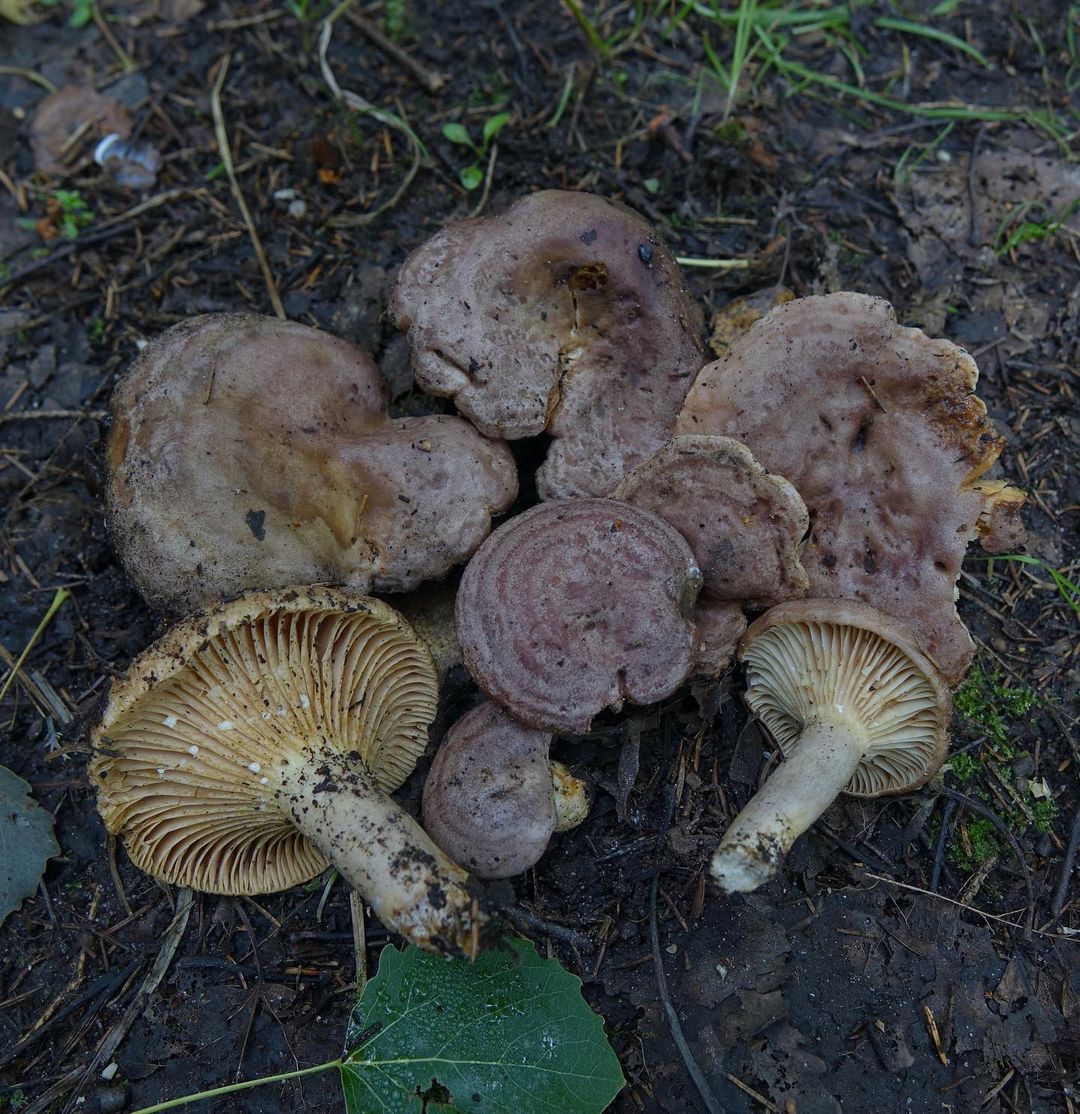 Груздь серо-лиловатый (Lactarius flexuosus)