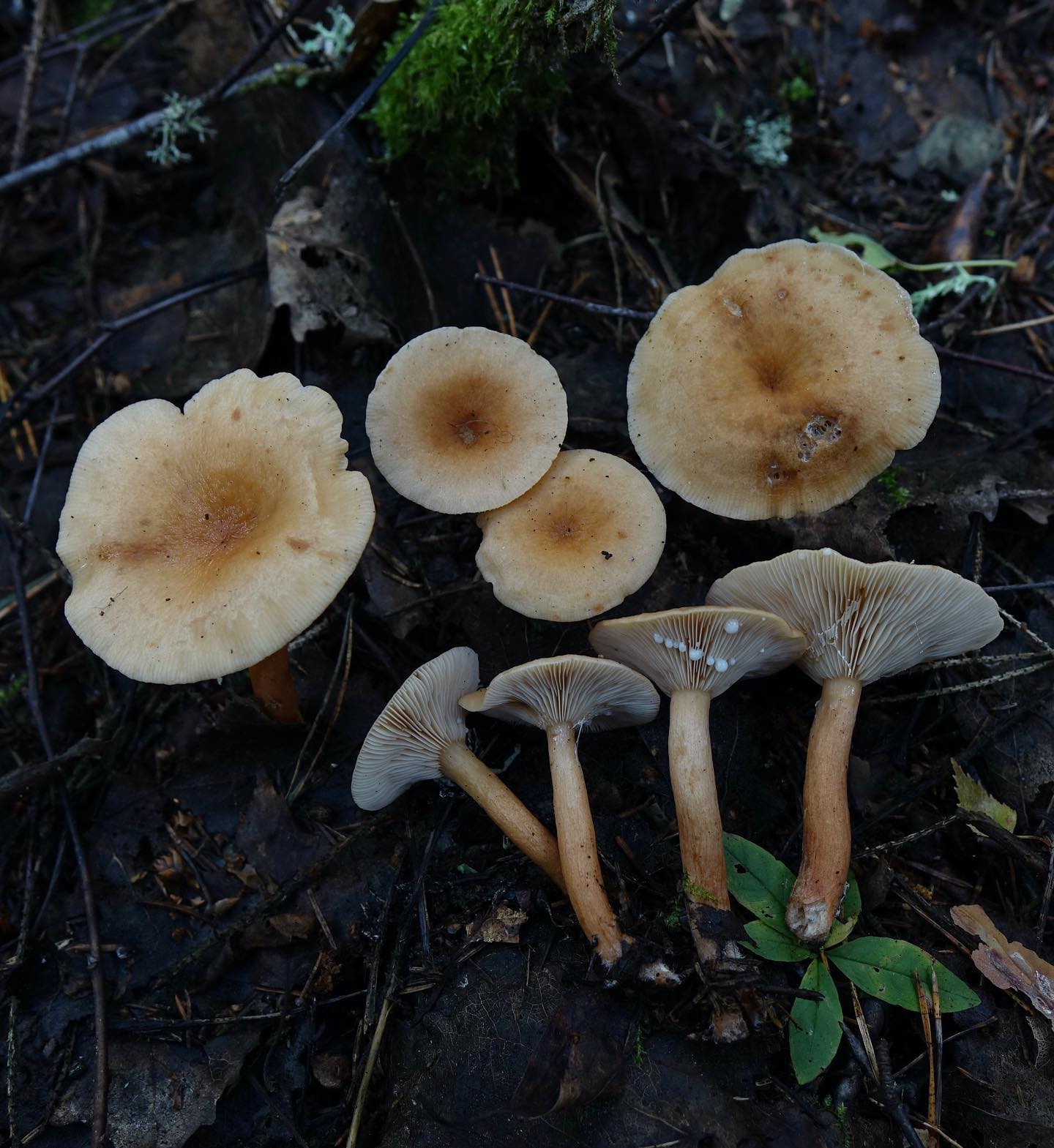 Млечник чахлый (Lactarius tabidus)