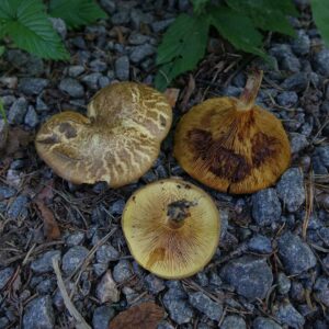 Ольховая свинушка (Paxillus filamentosus)
