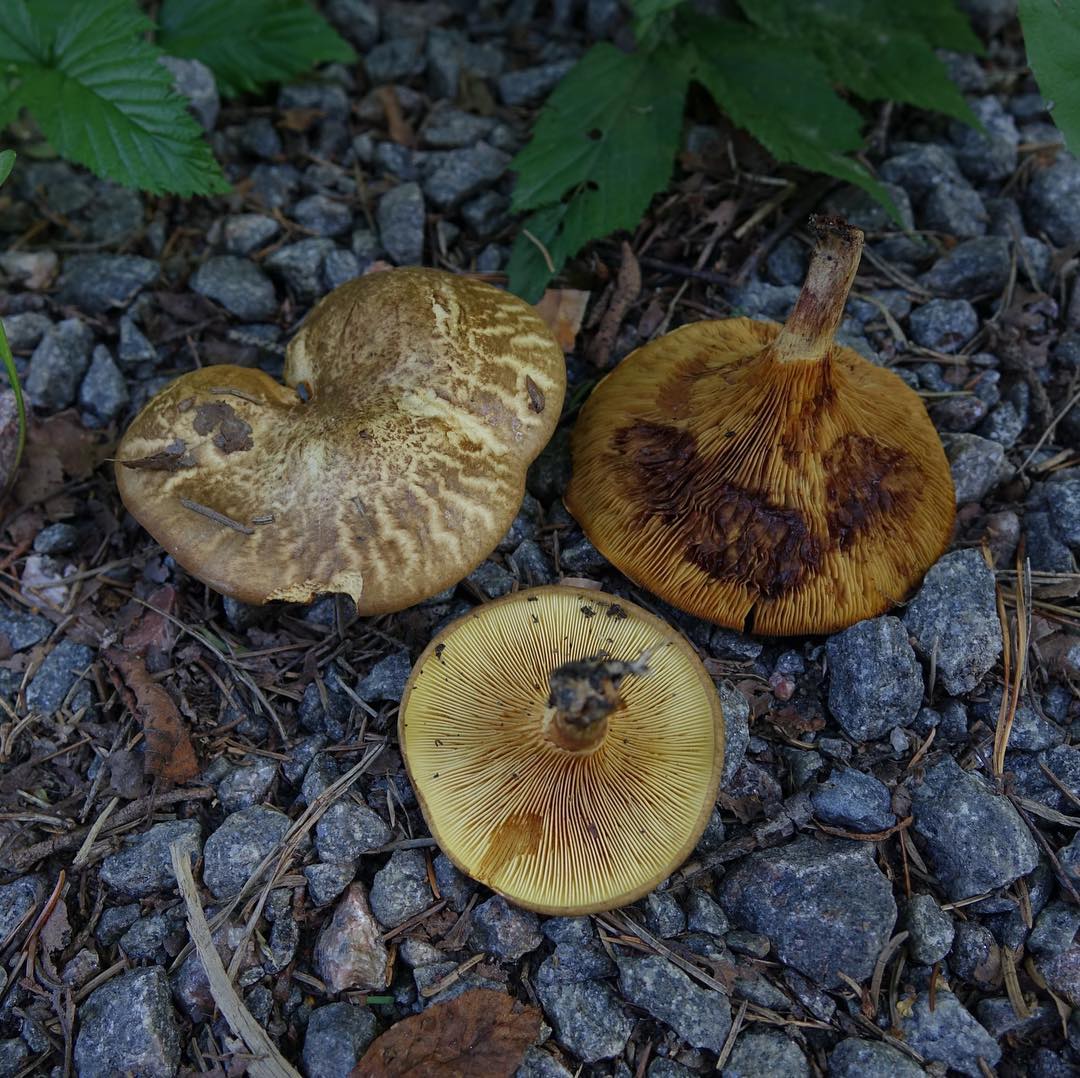 Ольховая свинушка (Paxillus filamentosus)