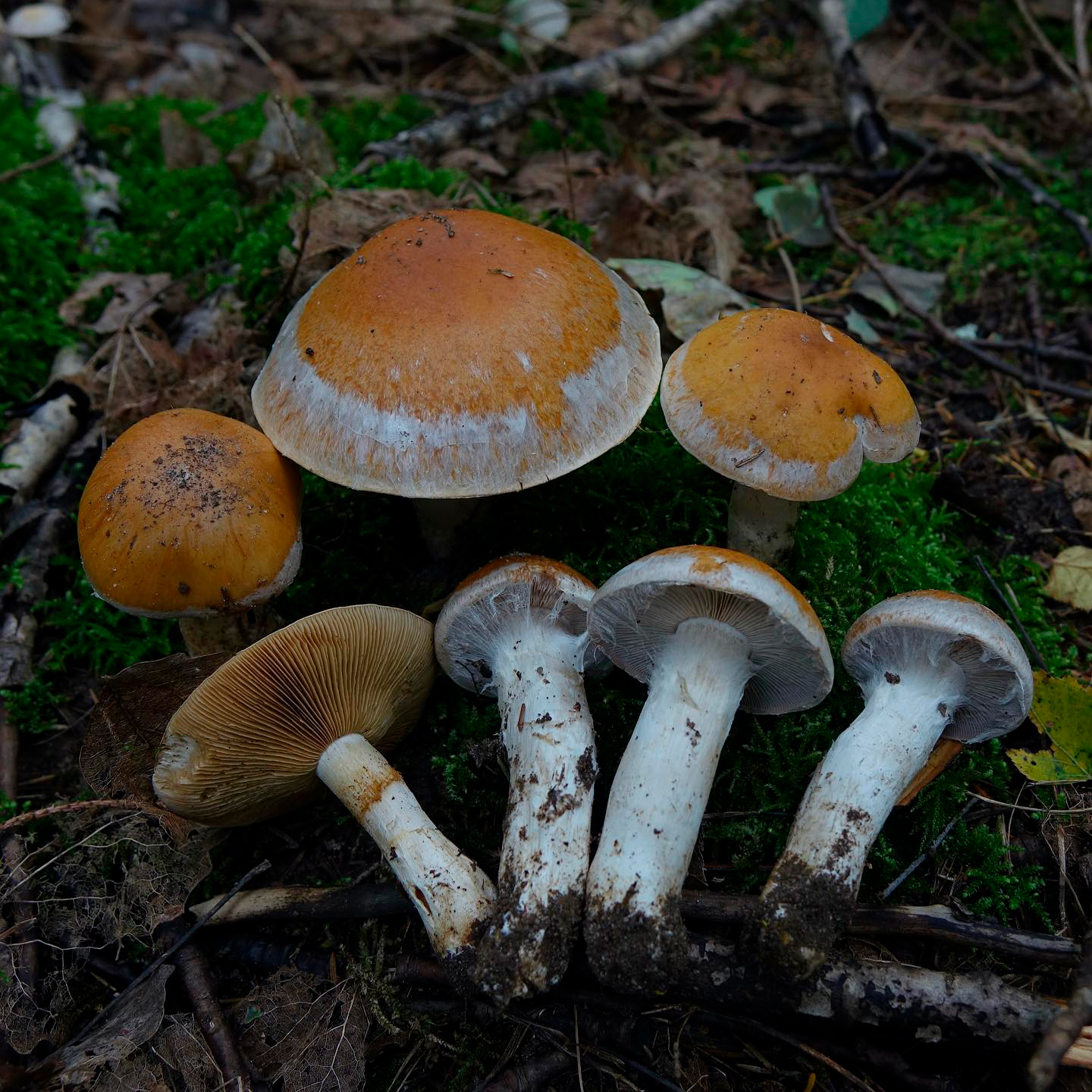 Паутинник светлоокрашенный (Cortinarius claricolor)