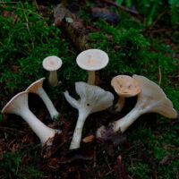 Говорушка ворончатая (Clitocybe gibba)