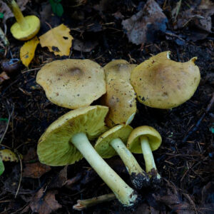 Рядовка лиственная (Tricholoma frondosae