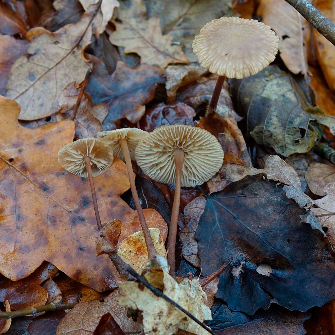Чесночник дубовый (Marasmius prasiosmus)