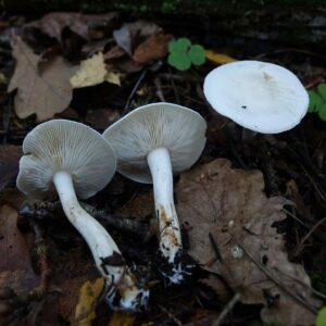 Рядовка частопластинковая (Tricholoma stiparophyllum)
