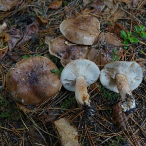 Рядовка бело-коричневая (Tricholoma albobrunneum)