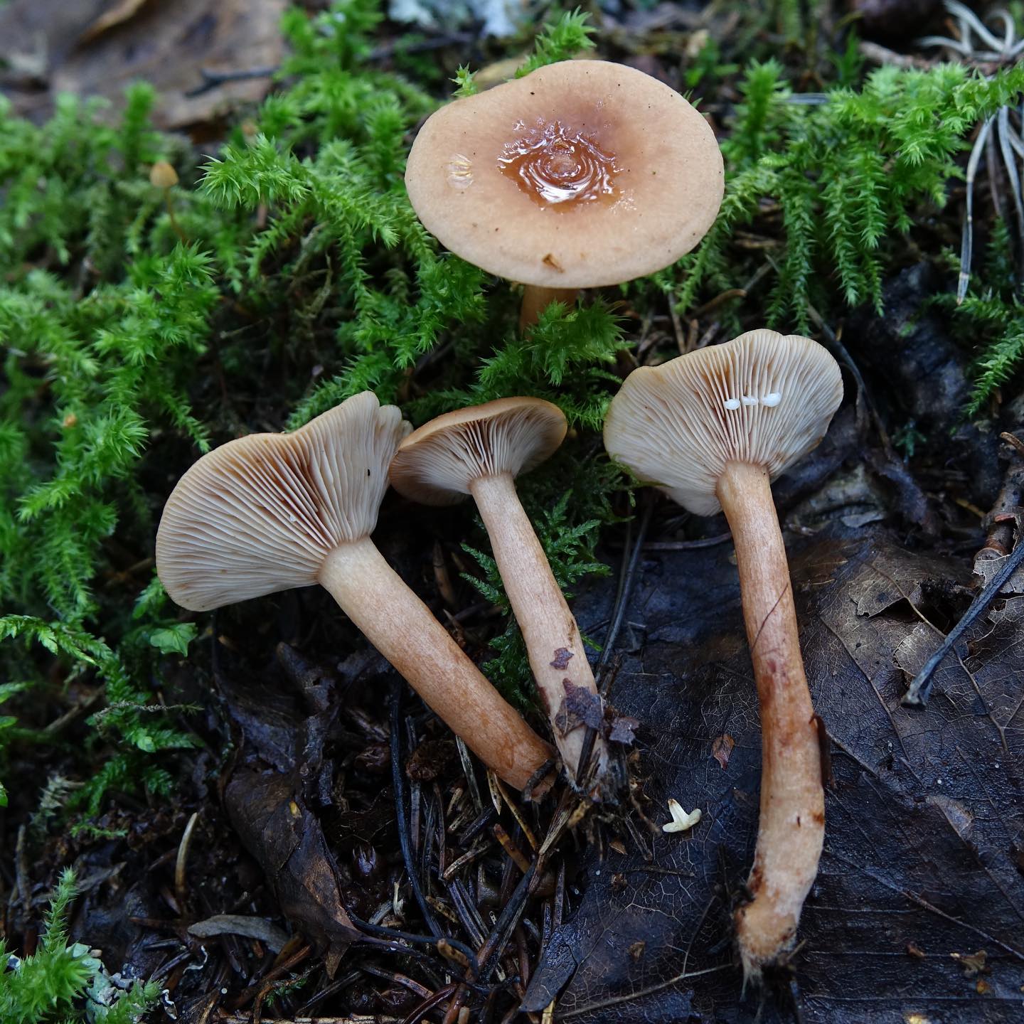 Млечник чахлый (Lactarius tabidus)