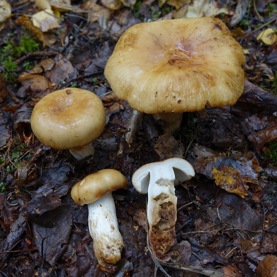 Сыроежка миндальная (Russula grata)