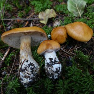 Паутинник многообразный (Cortinarius multiformis)