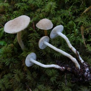 Рядовка вонючая (Tricholoma Inamoenum)