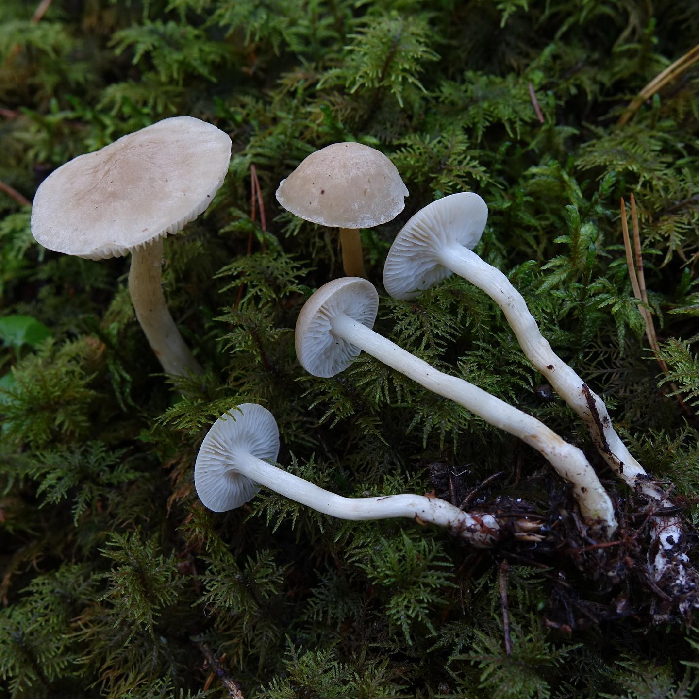 Рядовка вонючая (Tricholoma Inamoenum)