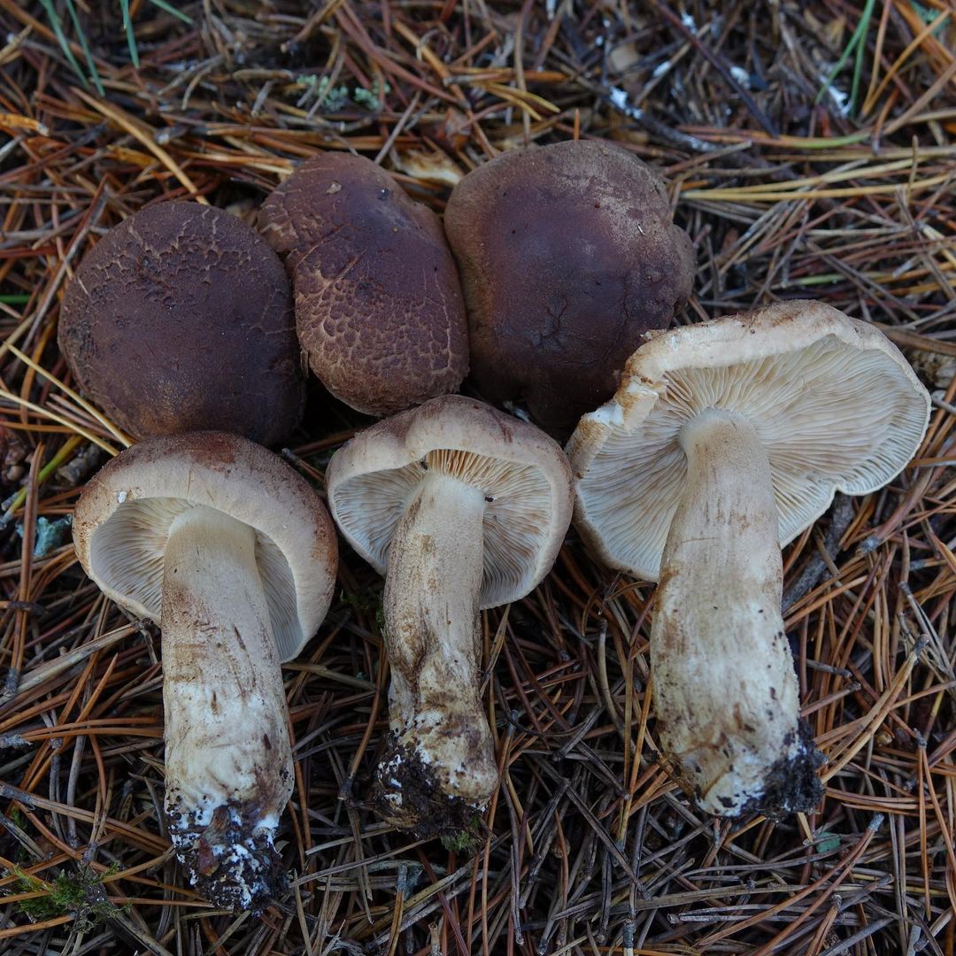 Рядовка чешуйчатая (Tricholoma imbricatum)