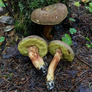 Моховик коричневый (Boletus ferrugineus)