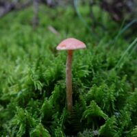 Ложноопенок Моховой (Hypholoma Polytrichi)