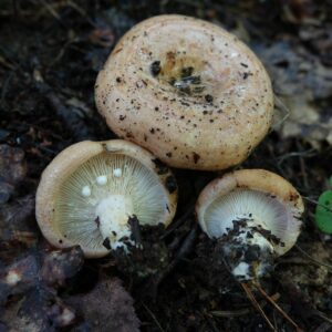 Зональный млечник (Lactarius zonarius)