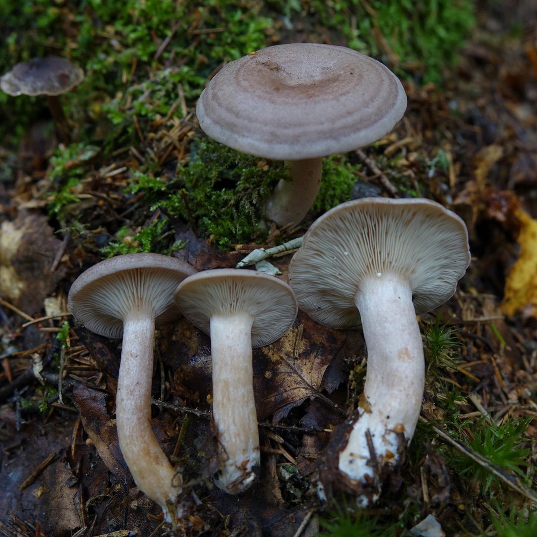 Волнушка болотная (Lactarius vietus)
