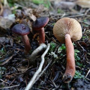 Млечник кроваво-каштановый (Lactarius badiosanguineus)