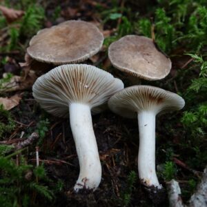 Беззоновый млечник (Lactarius azonites)
