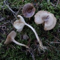 Говорушка снежная (Clitocybe pruinosa)