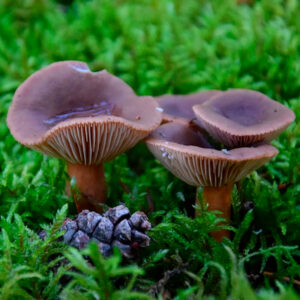 Млечник печёночный (Lactárius hepáticus)