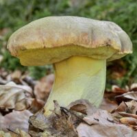 Болет девичий (Butyriboletus appendiculatus)