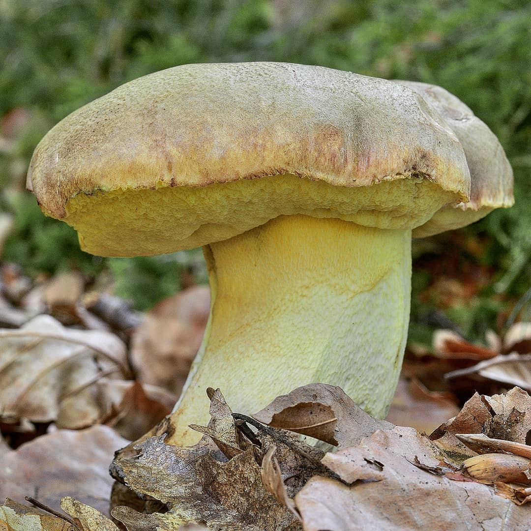 Болет девичий (Butyriboletus appendiculatus)
