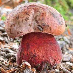 Боровик розовокожий (Boletus rhodoxanthus)