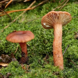 Млечник печеночный (Lactarius hepaticus)