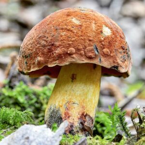 Дубовик Келе (Suillellus queletii)