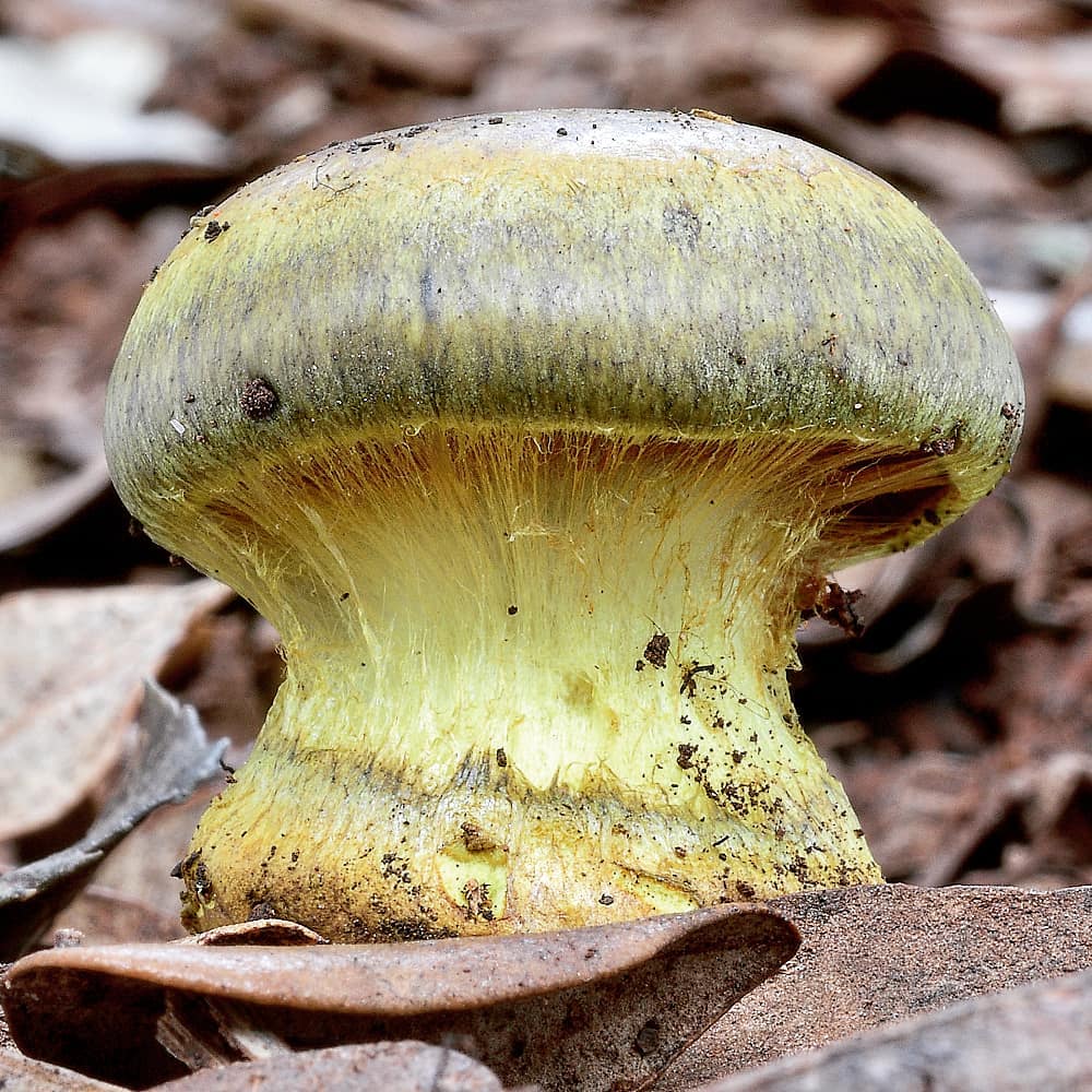 Паутинник фиолетово-зеленый (Cortinarius ionochlorus Maire)