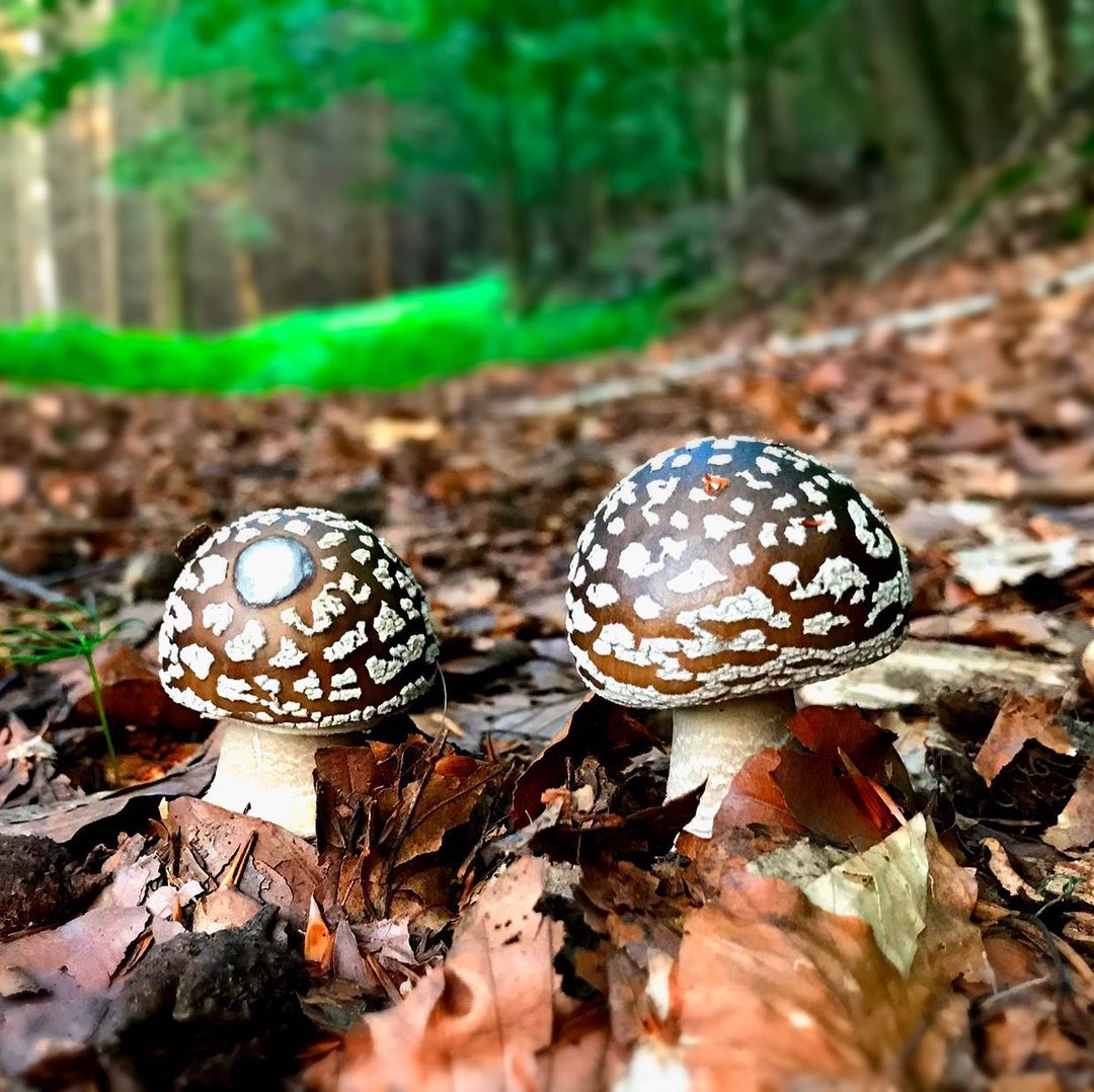 Мухомор толстый (Amanita spissa)
