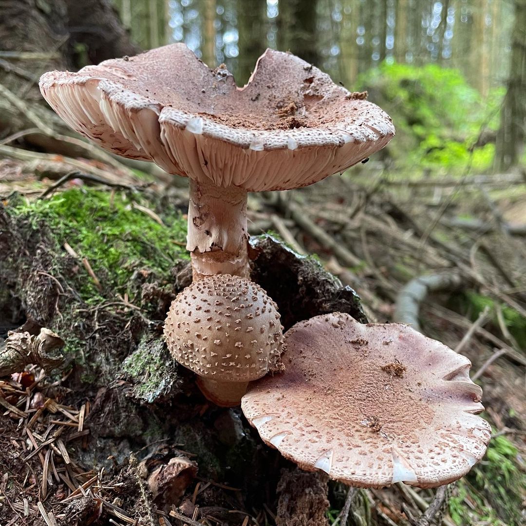Мухомор серо-розовый (Amanita rubescens)