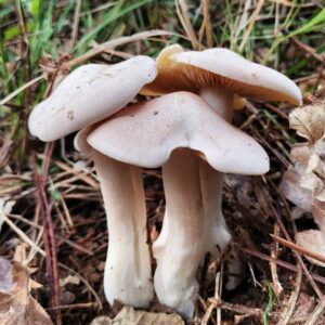 Оловянная энтолома (Entoloma sinuatum)