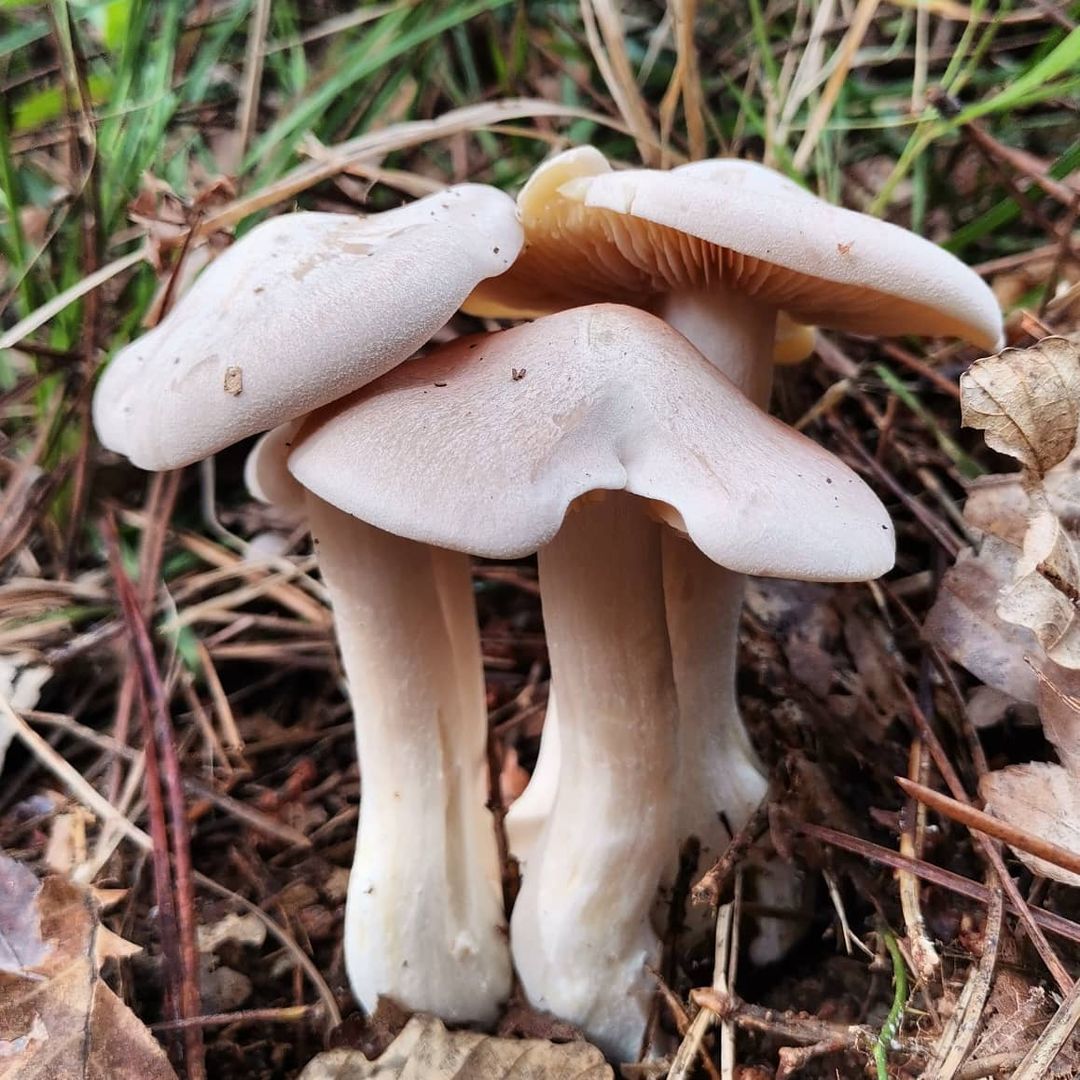 Оловянная энтолома (Entoloma sinuatum)