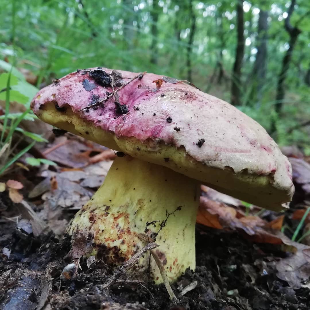 Болет королевский (Butyriboletus regius)
