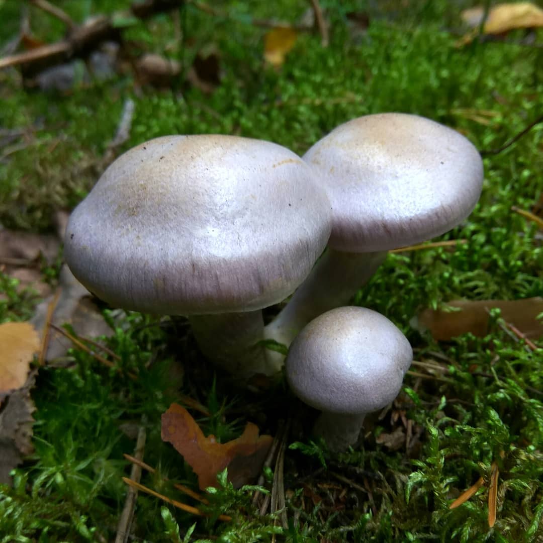 Козий паутинник (Cortinarius traganus)
