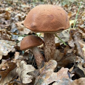 Дубовый подосиновик (Leccinum quercinum)